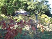 Front View of house, obscured by Vines