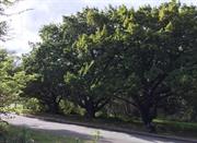 Oak Trees