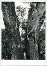 View of church bell installed in tree