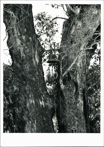 View of church bell installed in tree
