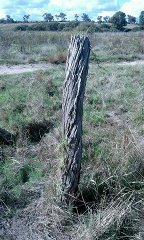 View east, boundary fence detail