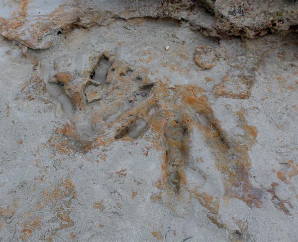 2. Theropod tracks at Maralagun on Cable Beach