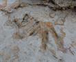 2. Theropod tracks at Maralagun on Cable Beach