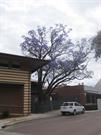 jacaranda