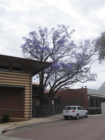 jacaranda