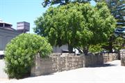 RH Trees