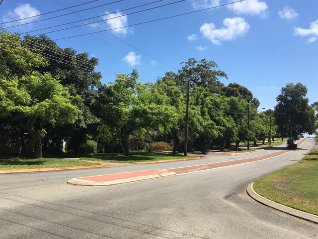 Boulevard Trees