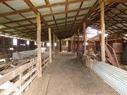 Shearing Shed Holding Pens