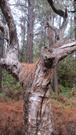 Cork Tree