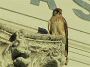 West elevation detail with bird 4
