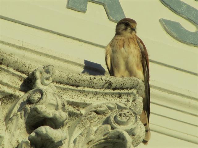 West elevation detail with bird 4