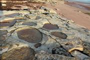 3. Broome Sandstone platform with Mulitple sauropod tracks and trackways