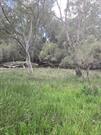 Old Bridge Site - Moore River - 31 Aug 2021 (3)