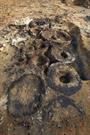 Jarrah sections in situ after excavation