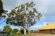 Lemon Scented Gum Tree from North West