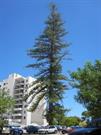 RH Trees 2