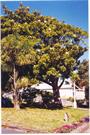 The Magnolia Tree (age unknown)