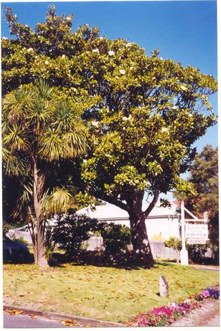 The Magnolia Tree (age unknown)