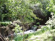 View of gardens including brooke