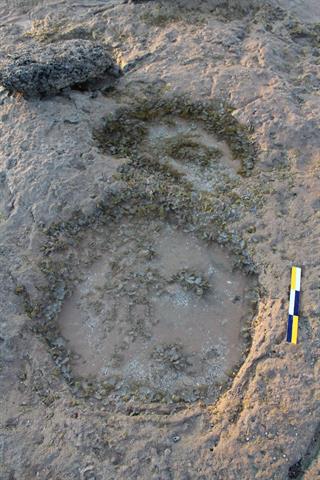4. Sauropod track showing manual  and pedal impressions