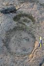 4. Sauropod track showing manual  and pedal impressions