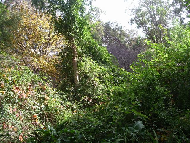 P15265 Floriculture Nursery fmr - invasive blackberries along creek