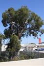 View of Trees situated in carpark