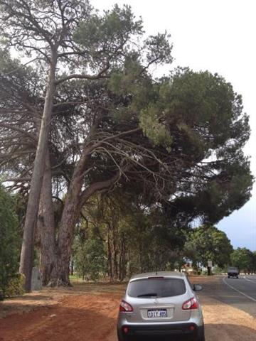 Significant Trees planted by students