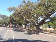 Moreton Tce Fig Trees3