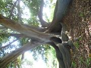 Morton Bay Fig