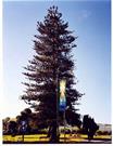 Mokare tree