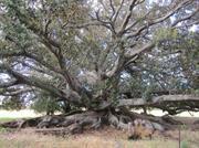 Moreton Bay Fig Tree
