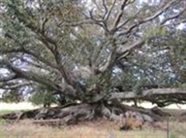 Moreton Bay Fig Tree