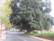 fig trees