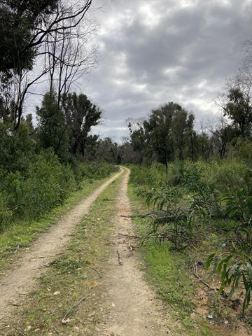 Yanchep National Park - Western side - 30 Aug 2021