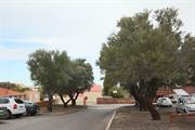 Olive Trees within Catherine McAauley Centre