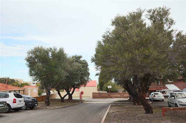 Olive Trees within Catherine McAauley Centre