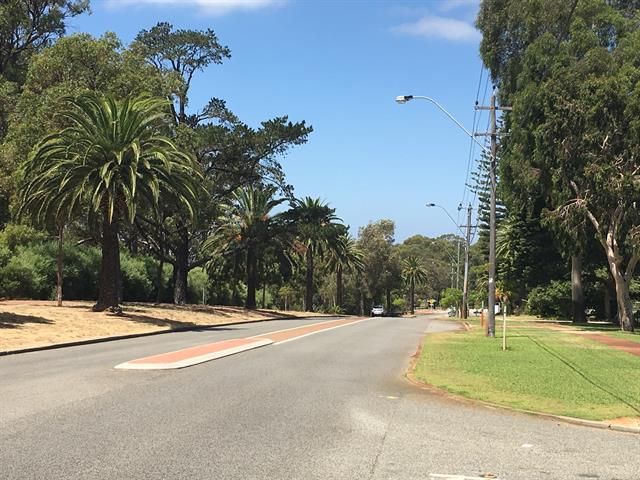 Boulevard Trees