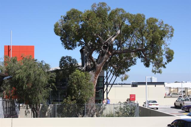 View of tree