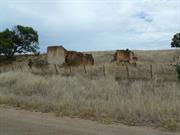 Original Homestead Ruins