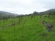 Stone walls adjacent to stone-lined track - view east