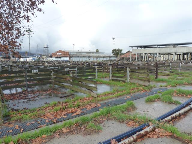 Sheep sale pens - overview