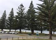 Trees