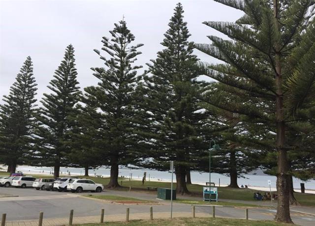 Trees