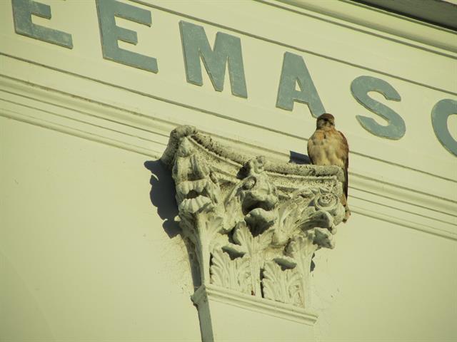 West elevation detail with bird 3