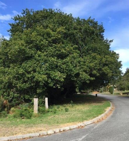 Oak Trees