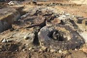 Jarrah sections in situ after excavation