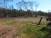 View NW of graves site after fire