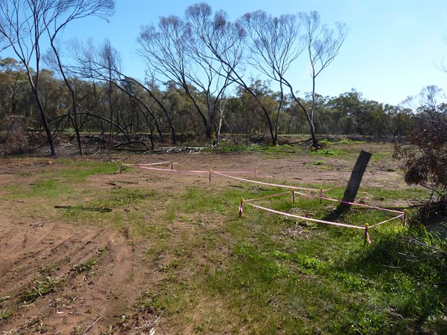 View NW of graves site after fire
