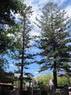 RH Trees 1